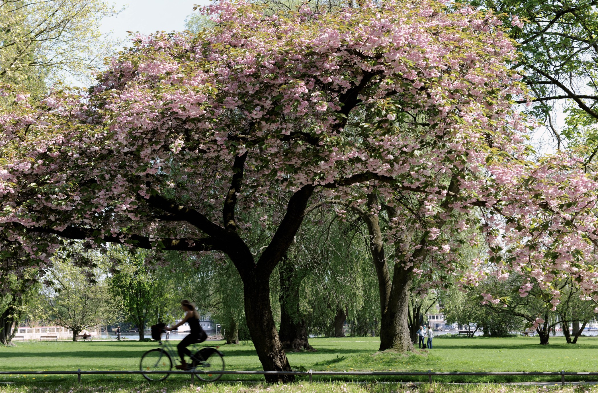 Cyclist beneath a cherry tree in blossom on the Alster near the Sophienterrassen