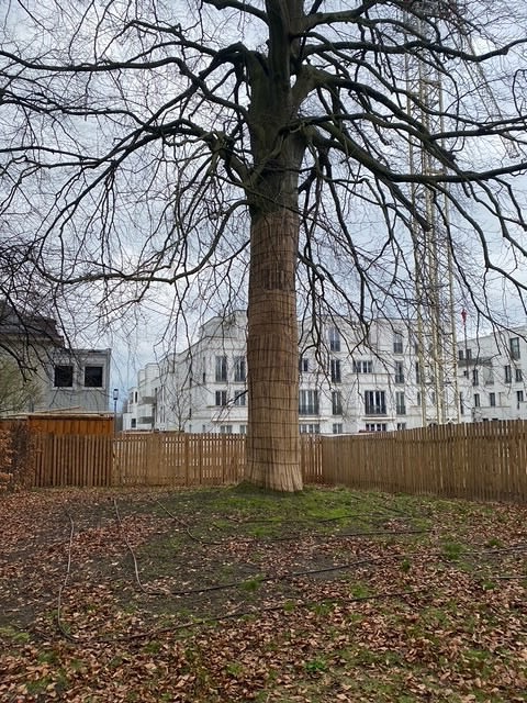 Alter Baumbestand wird geschützt in den Sophienterrassen